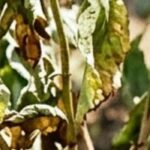 How to help trees and shrubs recover after a dry summer?