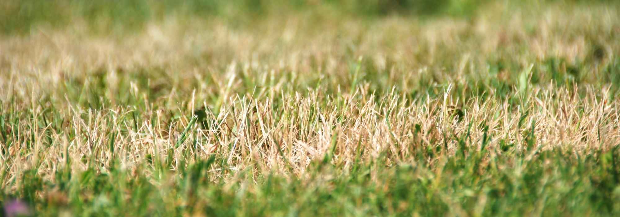 Heatwave: how to save your lawn in 3 steps (and avoid mistakes)