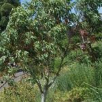 Planting a eucalyptus: where, when and how?