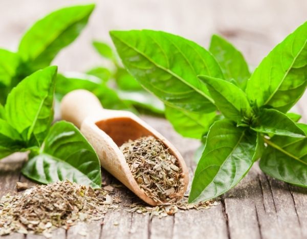 How to dry basil and preserve its fragrance?