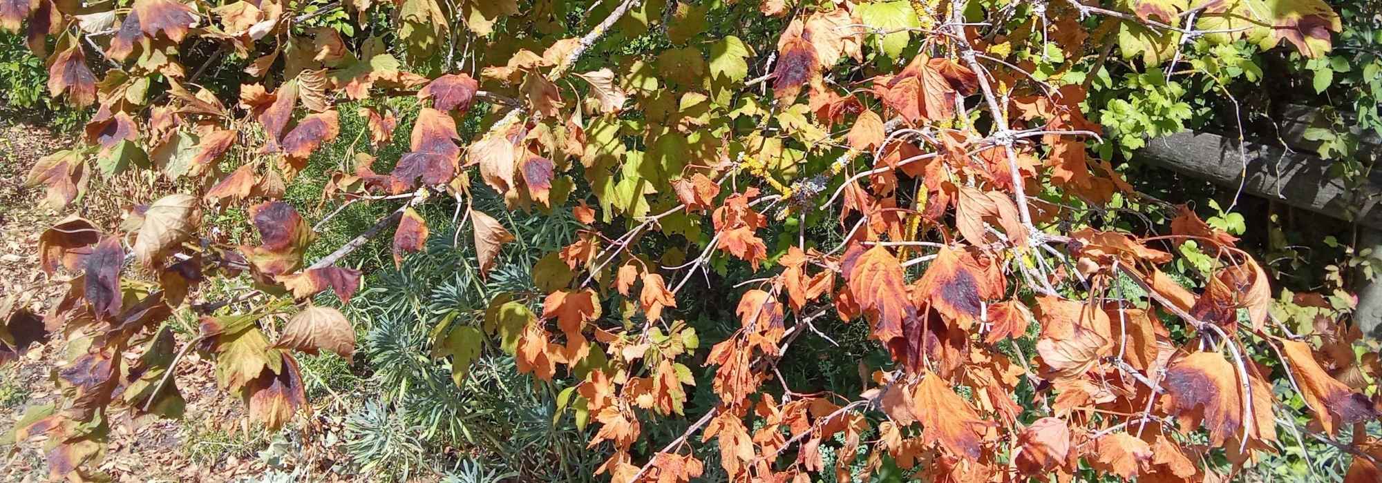 Heatwave: should sun‑scorched branches be pruned?