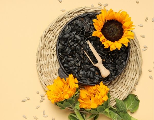 How to harvest and store sunflower seeds?