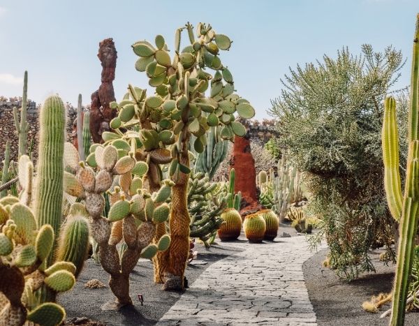 Chaparral" garden: between Californian garden and garrigue
