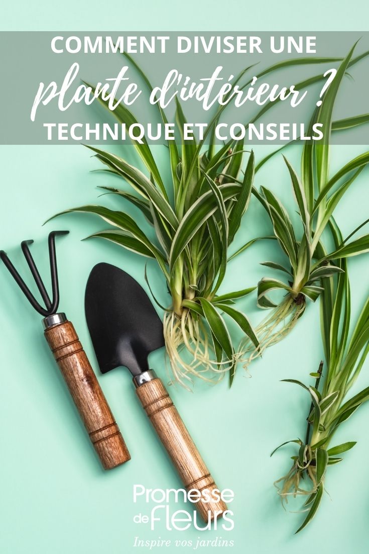 Propagation of indoor houseplants