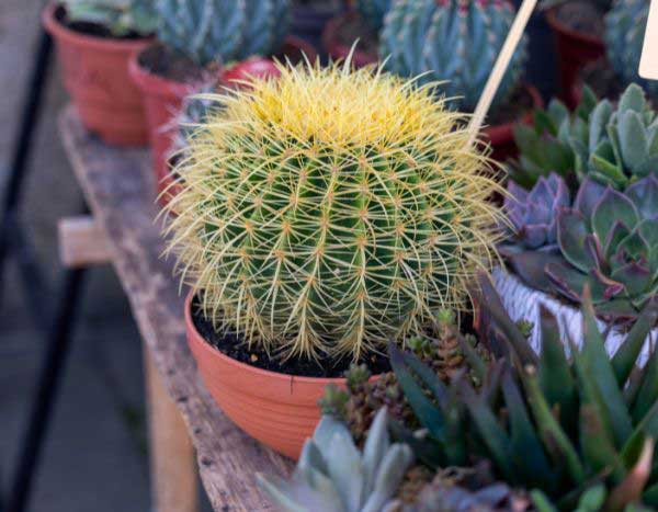 How to repot Echinocactus (golden barrel cactus)?