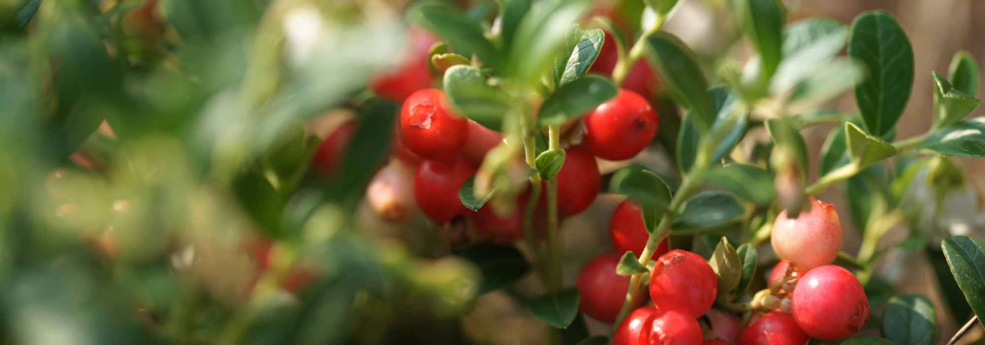 Which soft fruits to harvest in autumn?