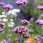 How to prune verbena?