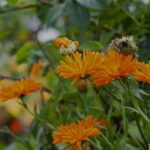 Why plant marigolds in the vegetable garden?