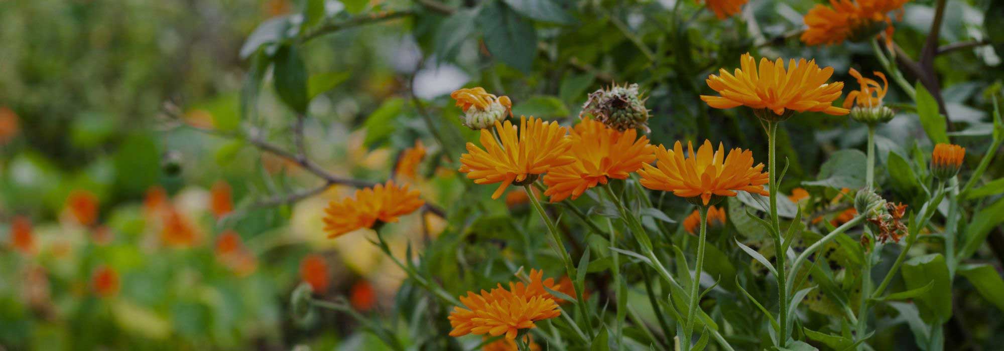 Why plant marigolds in the vegetable garden?
