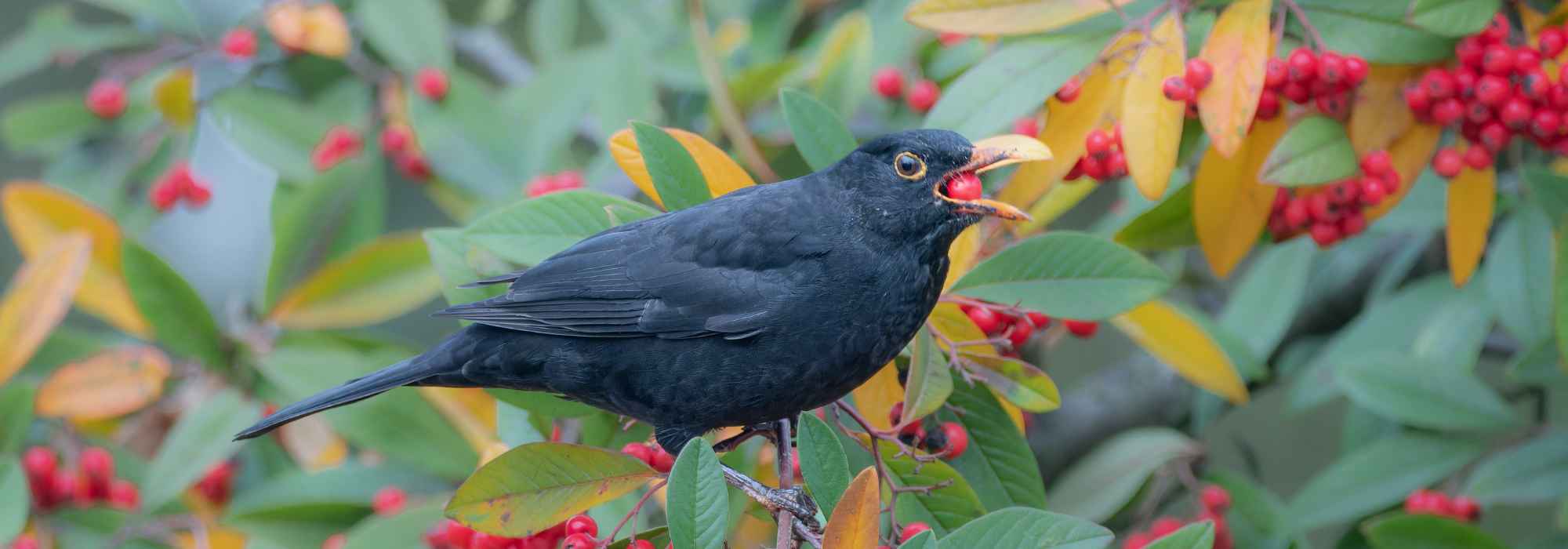 Which berries to leave for garden birds in autumn and winter?