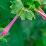 How to care for cuphea to keep it flowering for a long time?