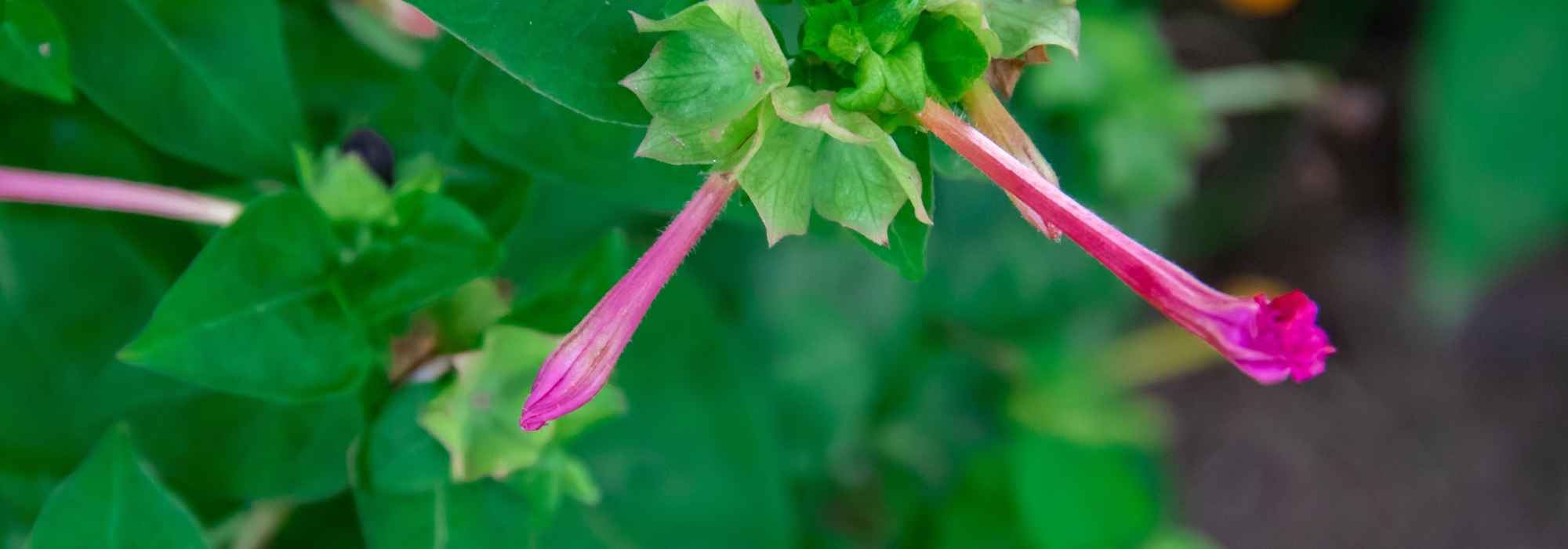 How to care for cuphea to keep it flowering for a long time?