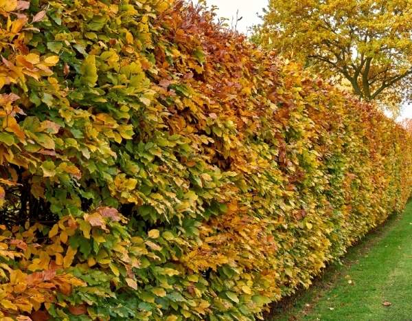 How to rejuvenate an old hornbeam hedge?