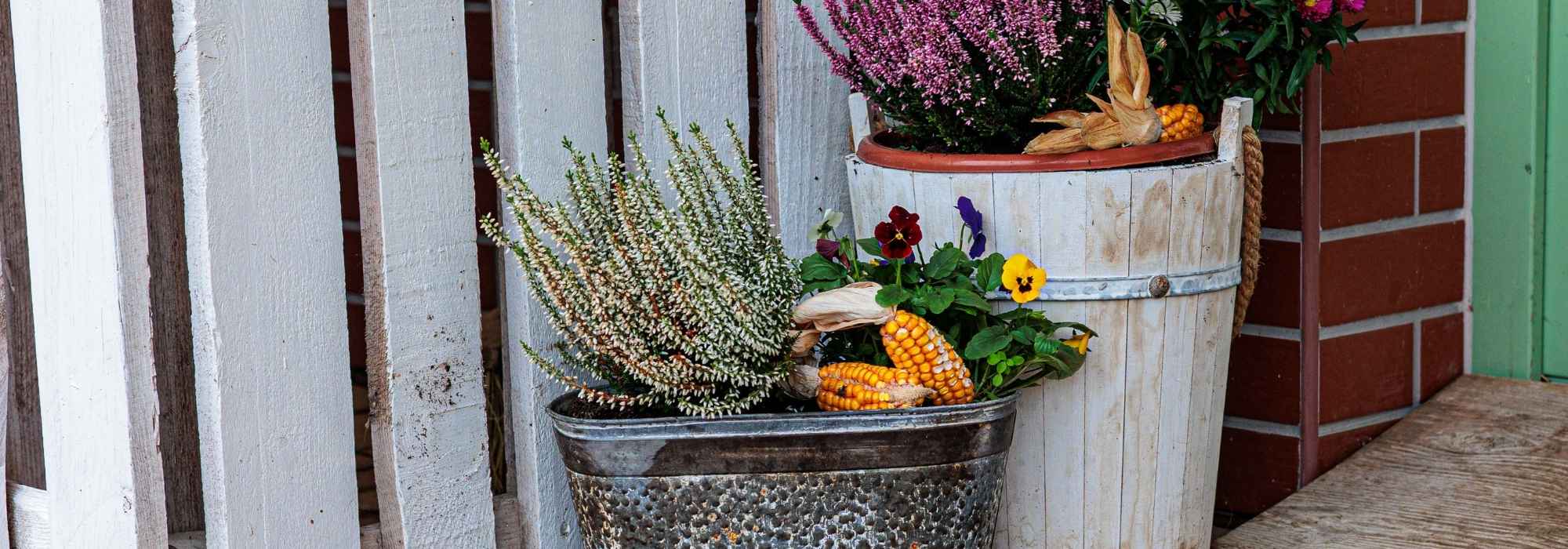 Pairing pansies in an autumn planter: 5 beautiful ideas