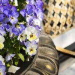 How to keep beautiful pansies in planters all winter?
