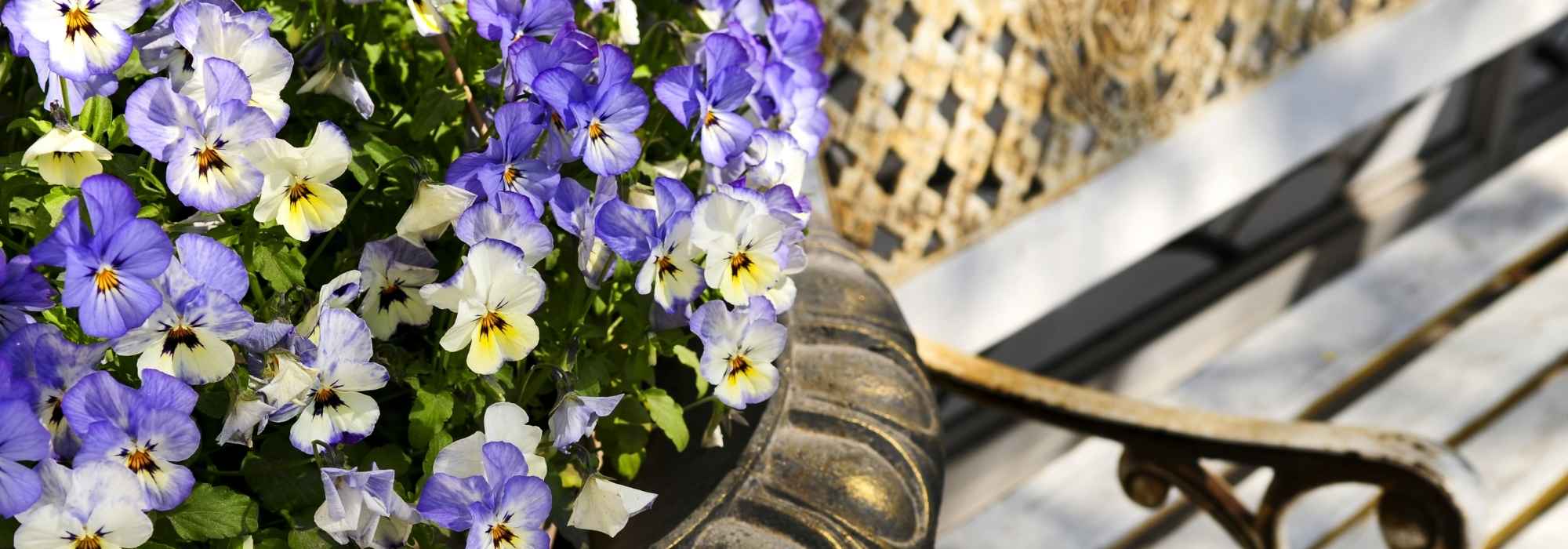 How to keep beautiful pansies in planters all winter?