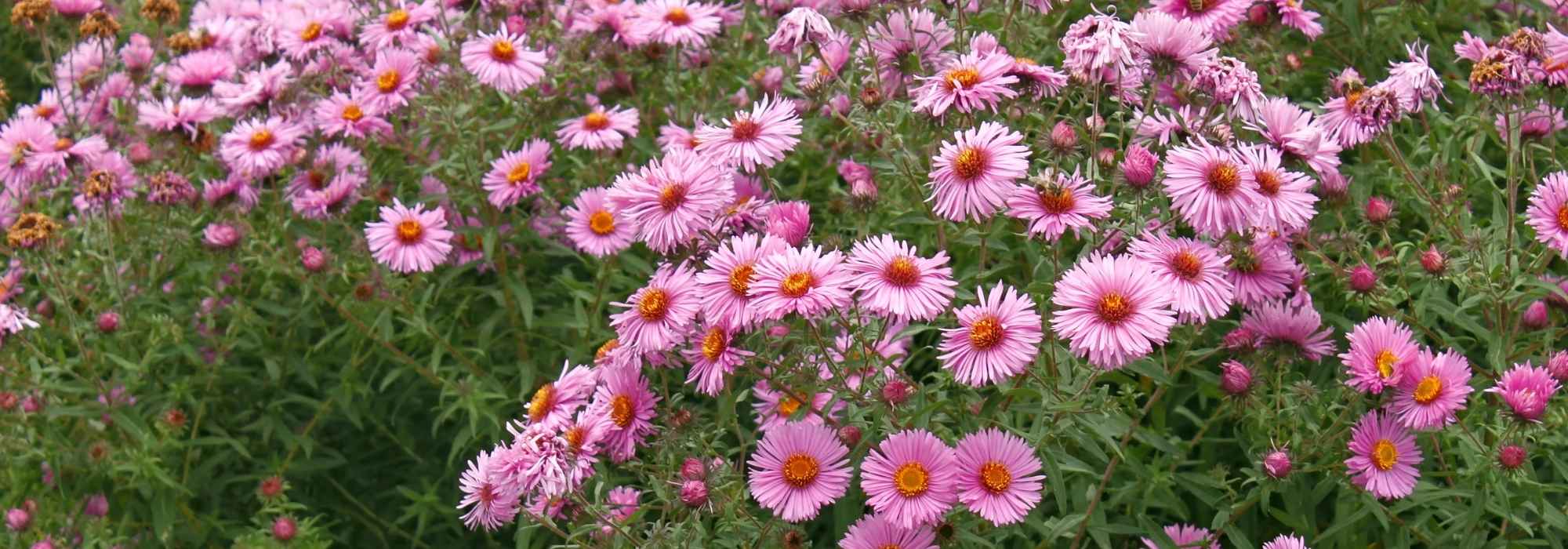 Which plants should you choose to bring colour to your garden in autumn?