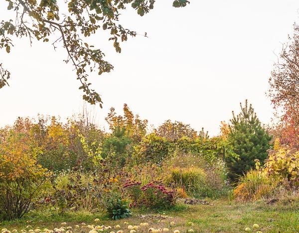 How to prepare your borders for winter?