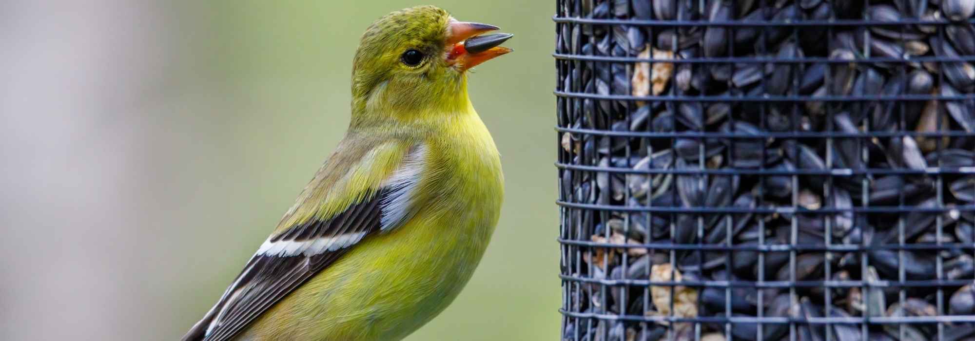 Which seeds for which garden birds?