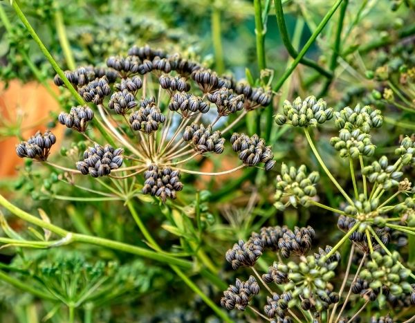 How to harvest and store parsley seeds?