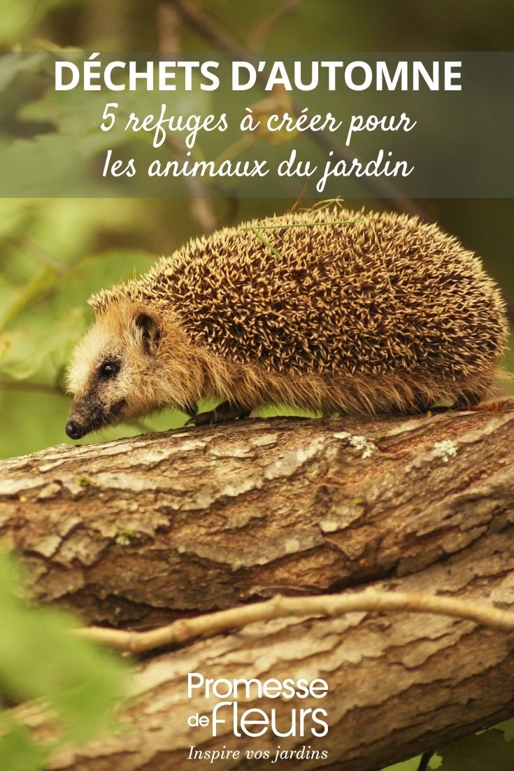 Wooden hedgehog
