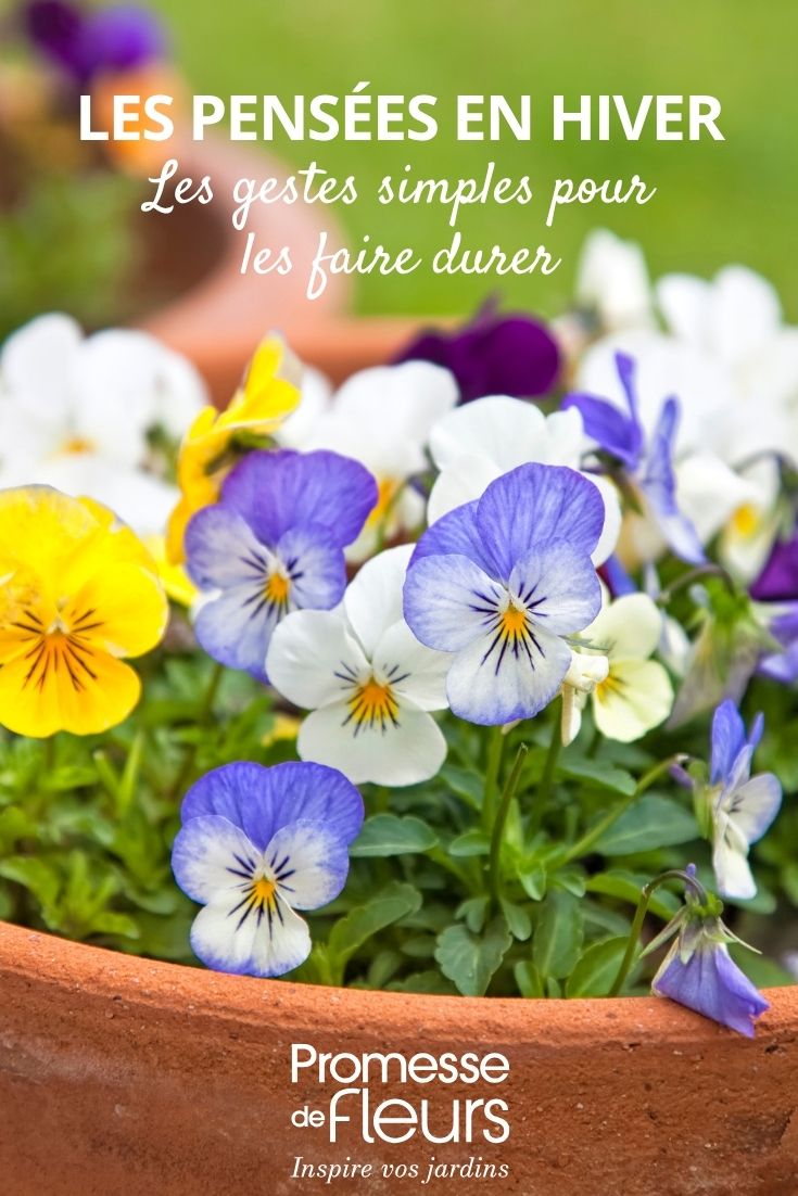 Beautiful winter pansies