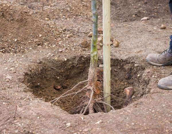 How to prepare a planting hole to avoid the "flowerpot effect"?