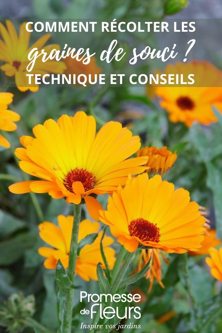 calendula flower