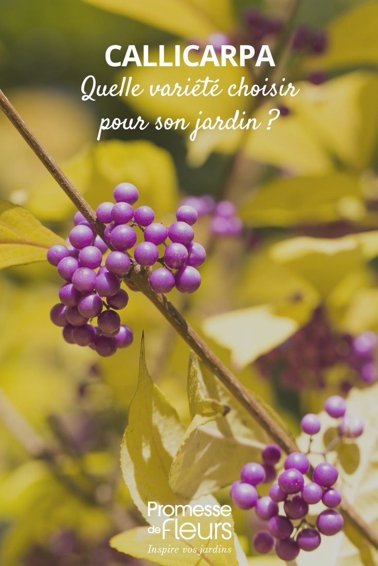 callicarpa berries