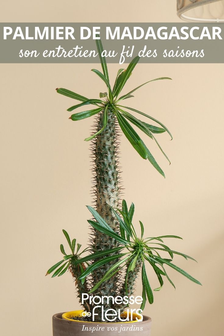 Madagascar palm in a pot
