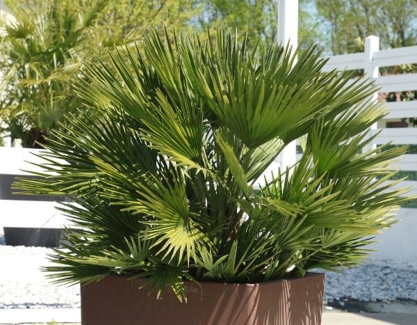 When and how to repot a dwarf fan palm?