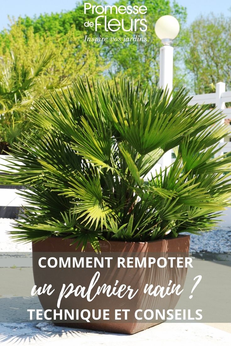 potted dwarf fan palm