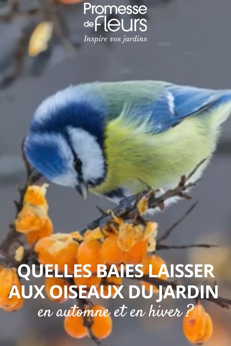 bird berries
