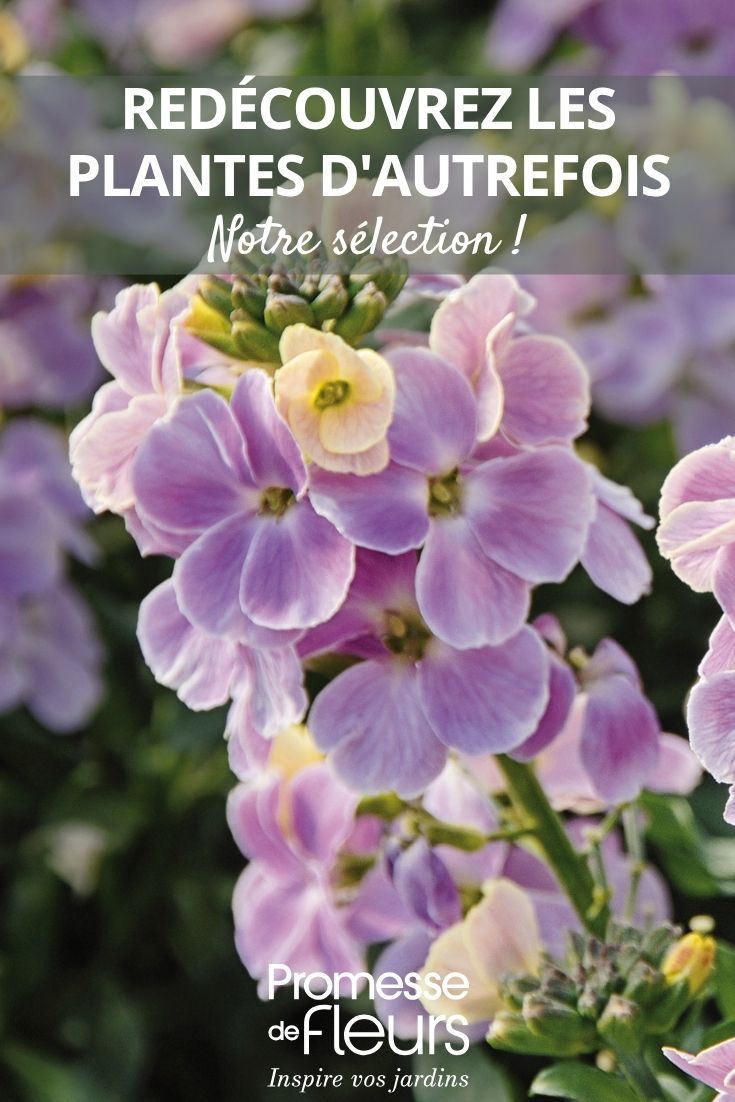 Erysimum flowers
