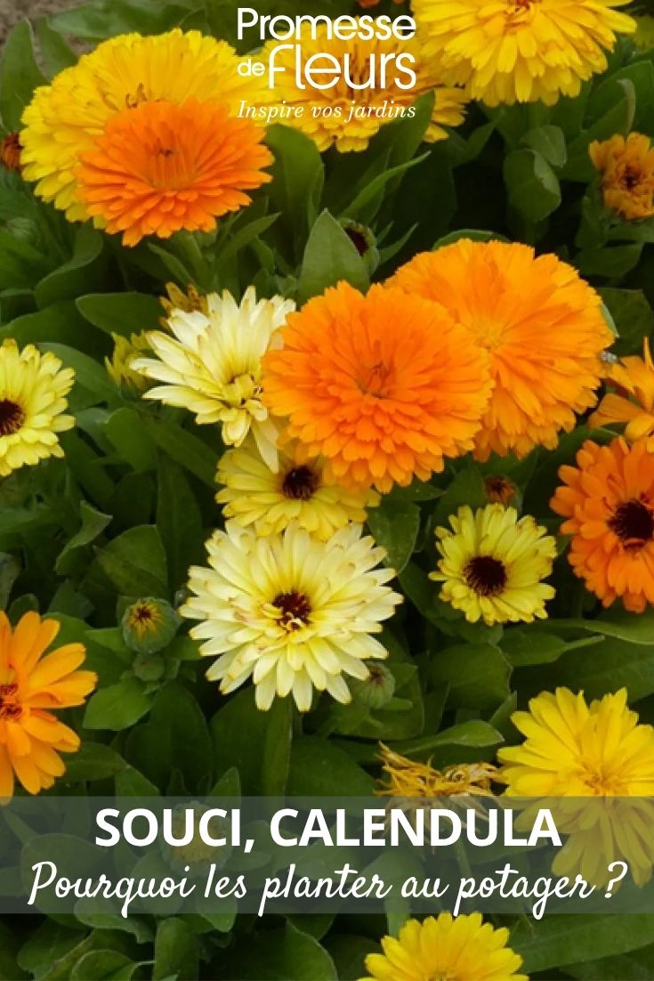 marigold flowers