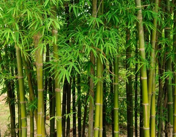 Like / Don't like: bamboos