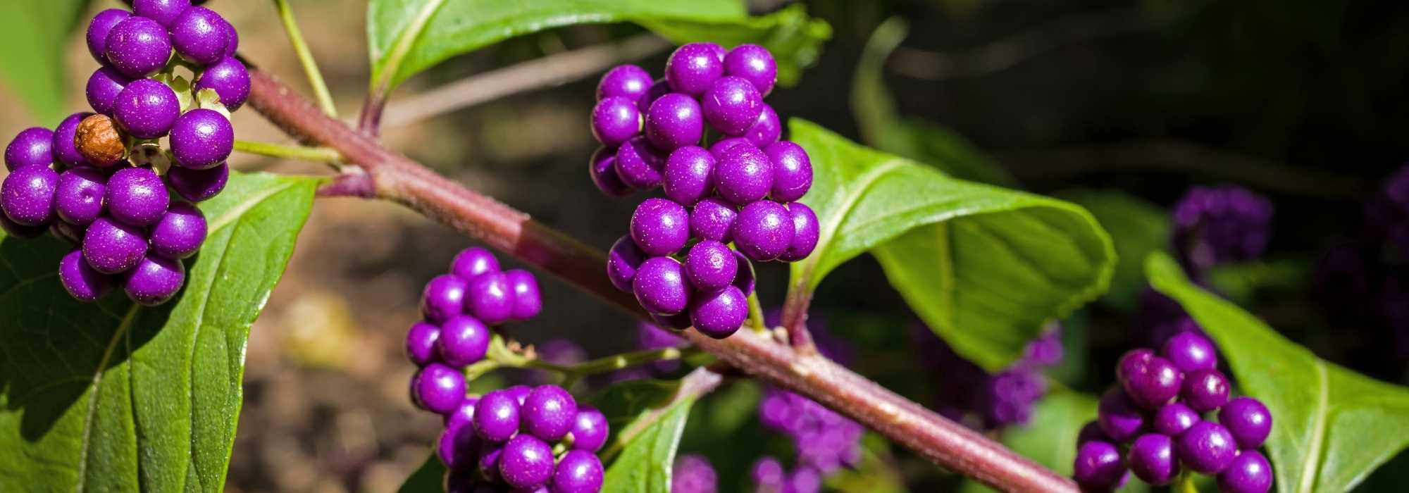 Which Callicarpa to choose for your garden?