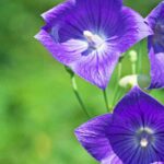 Platycodon: planting, growing and care