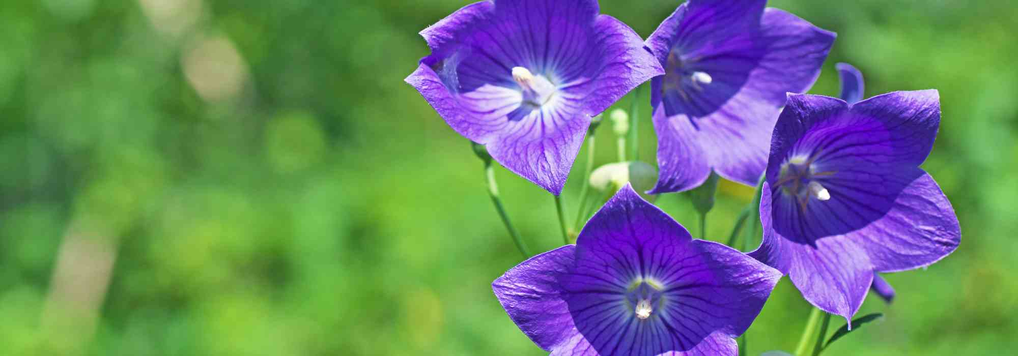 Platycodon: planting, growing and care