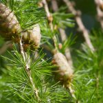 Larch, Larix: planting, pruning and care