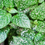 Hypoestes phyllostachya – Freckle Plant: Everything You Need to Know