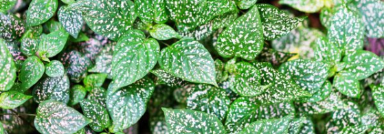 How to propagate Boston fern or Nephrolepis?