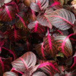 Iresine: Cultivation and Care Tips