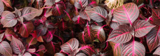 Iresine: Cultivation and Care Tips