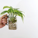 How to easily propagate plants in water?