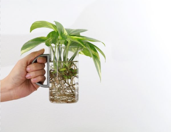 How to easily propagate plants in water?