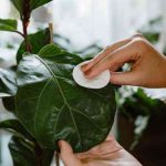 How to clean the foliage of indoor plants?