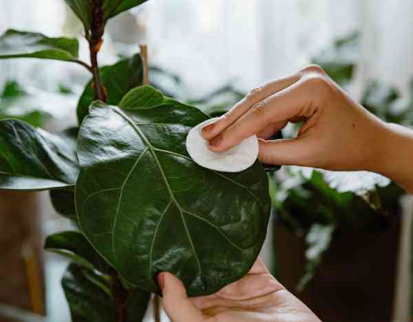 How to clean the foliage of indoor plants?