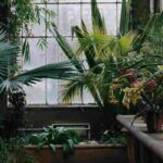 The conservatory: a green haven under glass