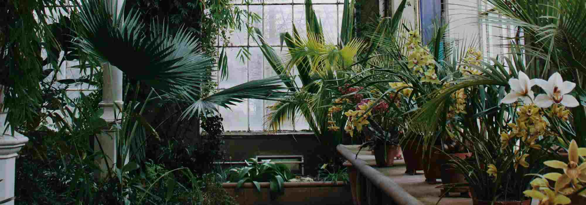 The conservatory: a green haven under glass